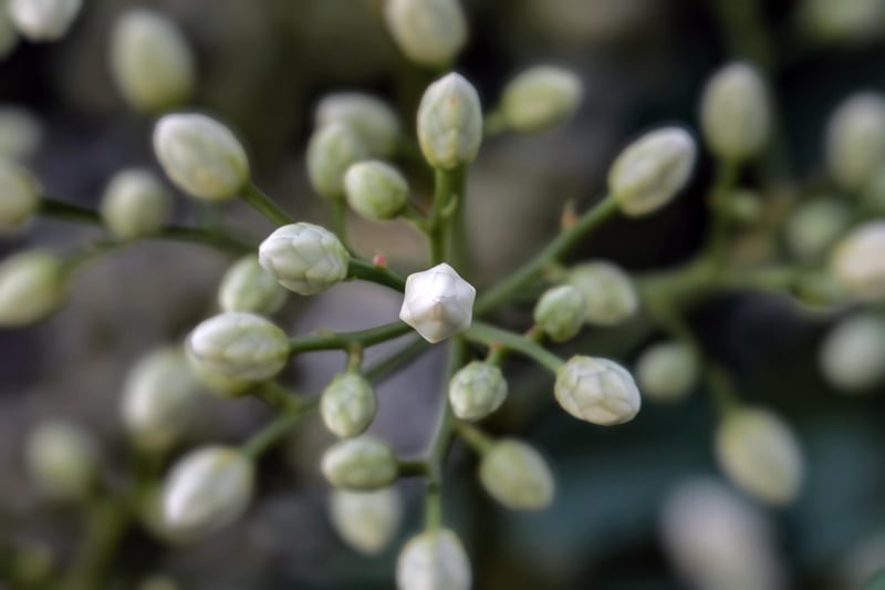 Sacred Shrubs